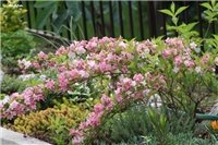 c7eb11d2-IMG_7106 weigela.jpg